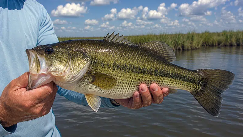 Bass caught while fishing the marshes of Southeast Louisiana with Drumspot Fishing Charters