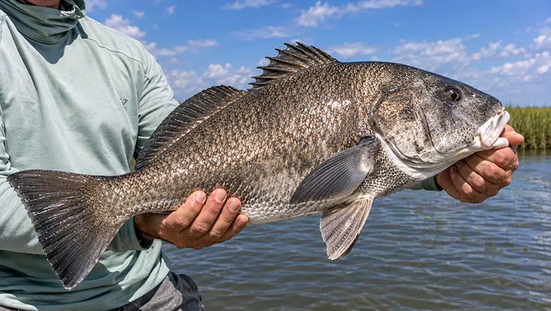 Black drum caught while inshore fishing in Southeast Louisiana with Drumspot Fishing Charters
