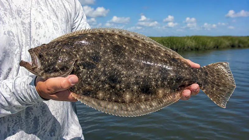 Flounder caught while inshore fishing in Southeast Louisiana with Drumspot Fishing Charters