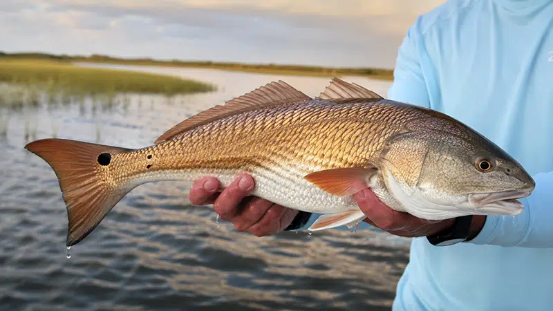 Redfish caught while inshore fishing in Southeast Louisiana with Drumspot Fishing Charters