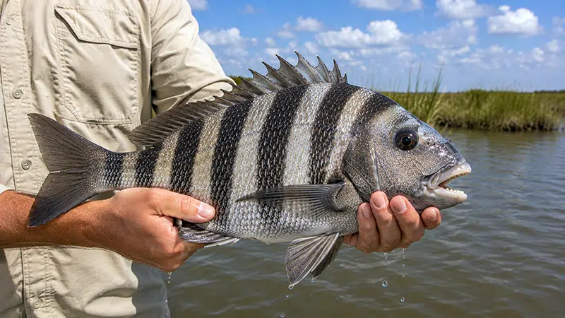Sheepshead caught while inshore fishing in Southeast Louisiana with Drumspot Fishing Charters