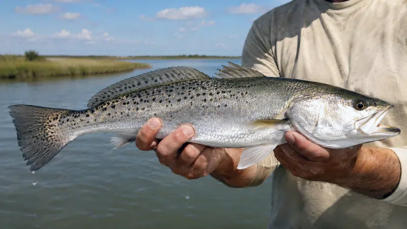 Speckled trout caught while inshore fishing in Southeast Louisiana with Drumspot Fishing Charters